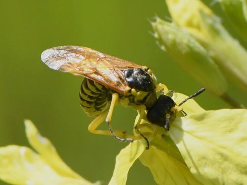 Réf. 227 381 : Elinora baetica dominiquei